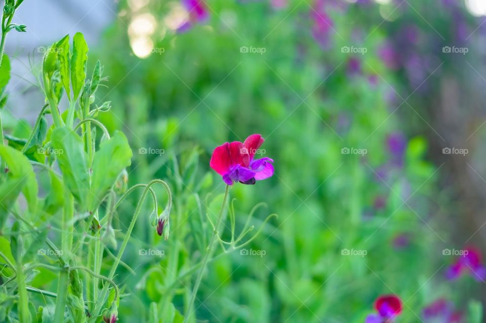 It is so calming to see the wonderful vibrance of beautiful spring season. Sweet pea flowering time.