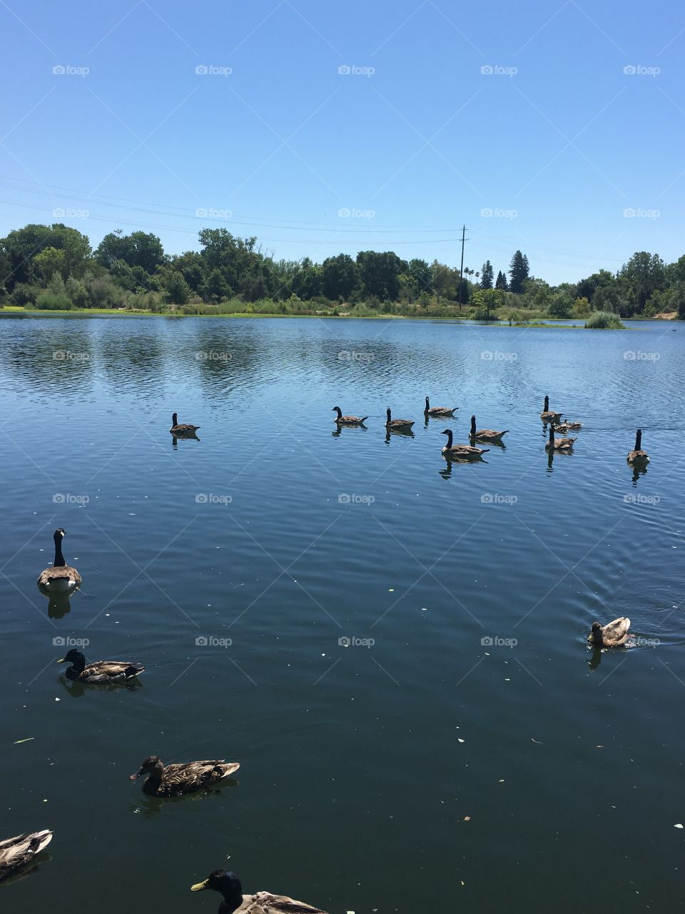 Gaggle of geese swimming in calm marsh