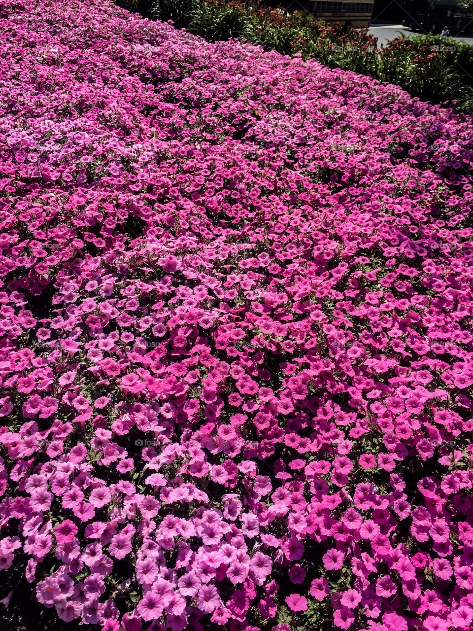 Pink bed of flowers