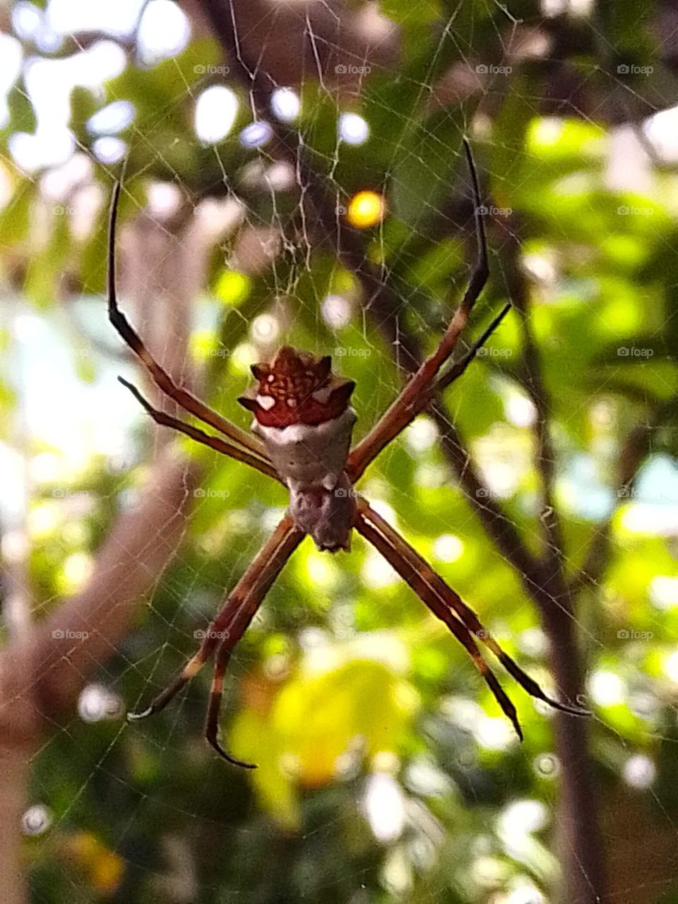 beautiful spider.