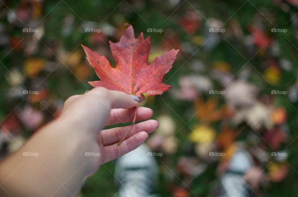 Letting go of fall 