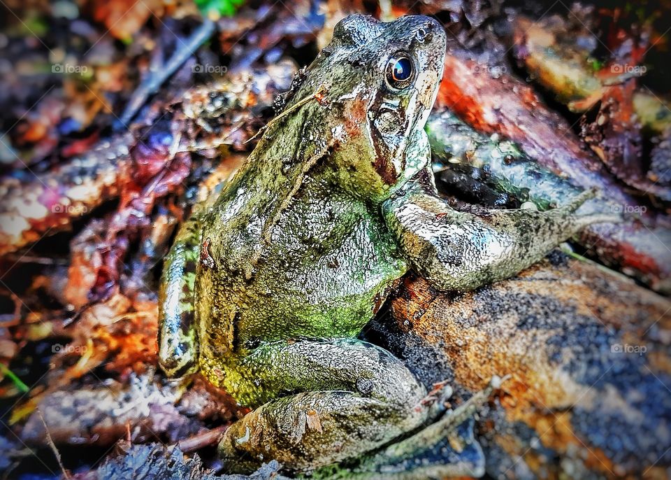 I have a pond in my garden - this little guy lives there.