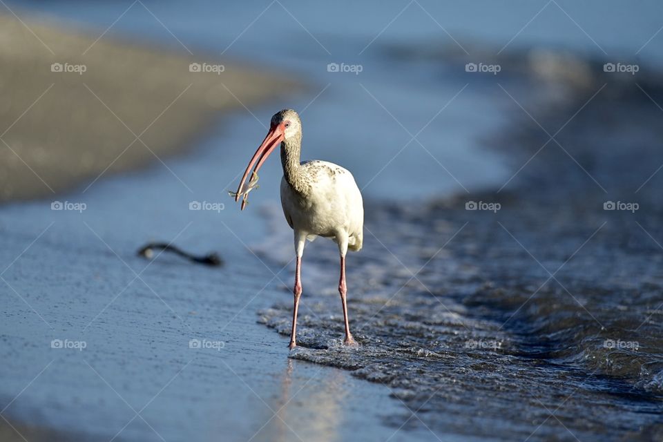 Bird eats crab world.
