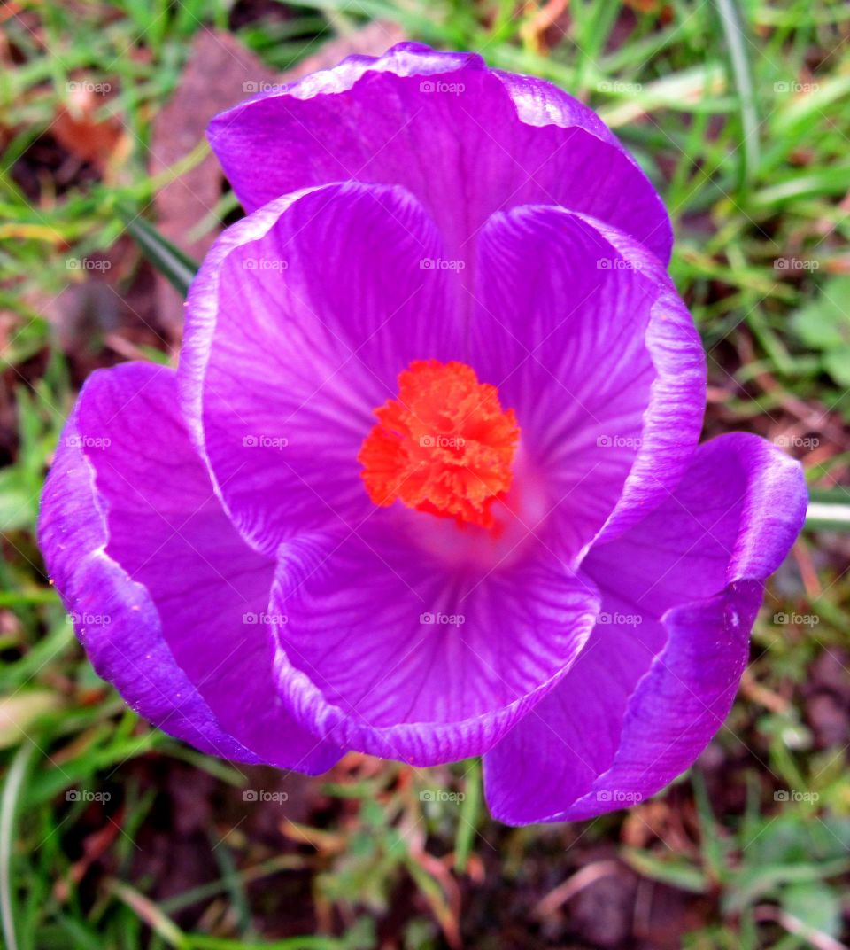 crocus