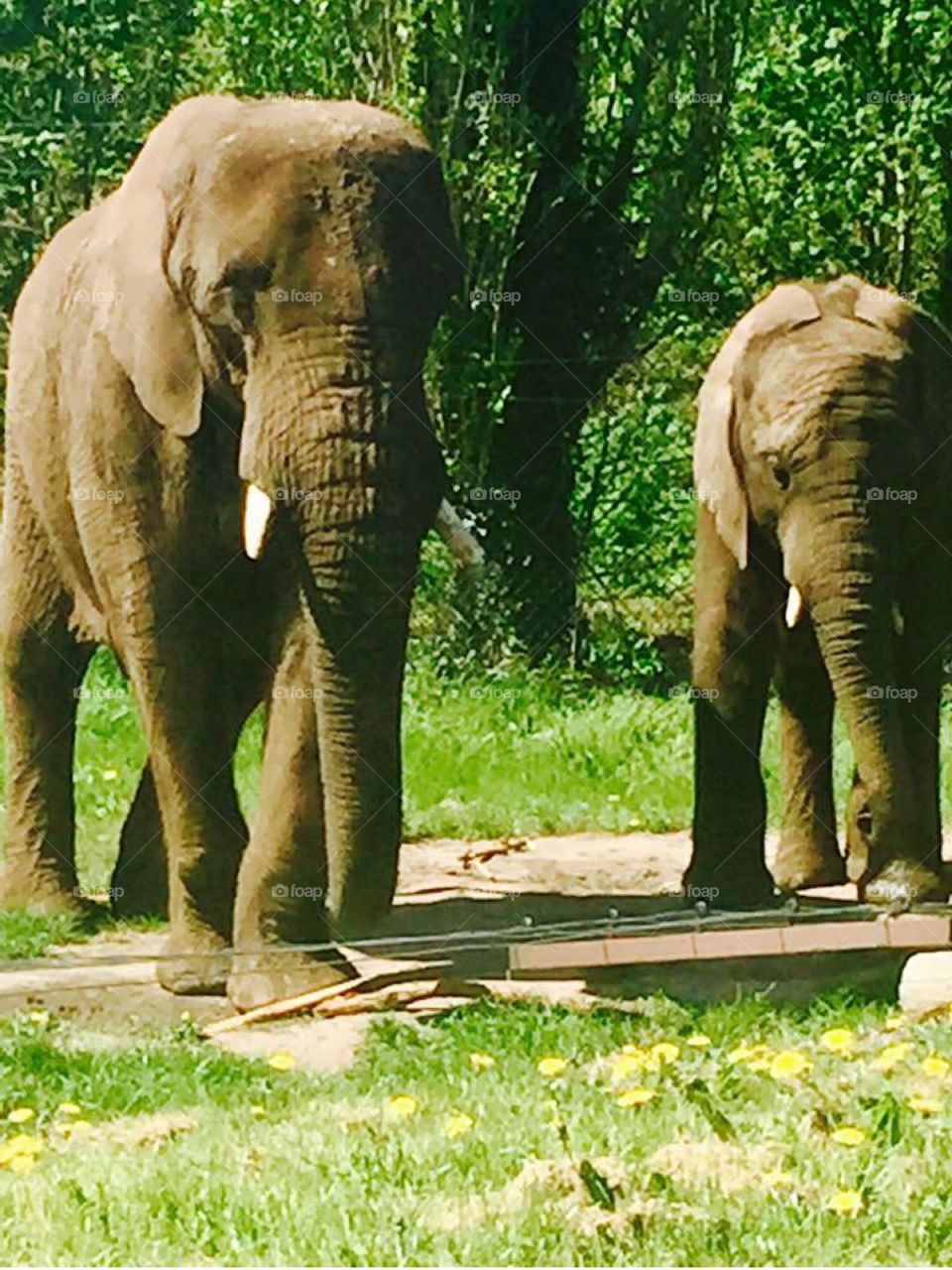 2 Elephants drinking at a safari close up green background in the wild nature