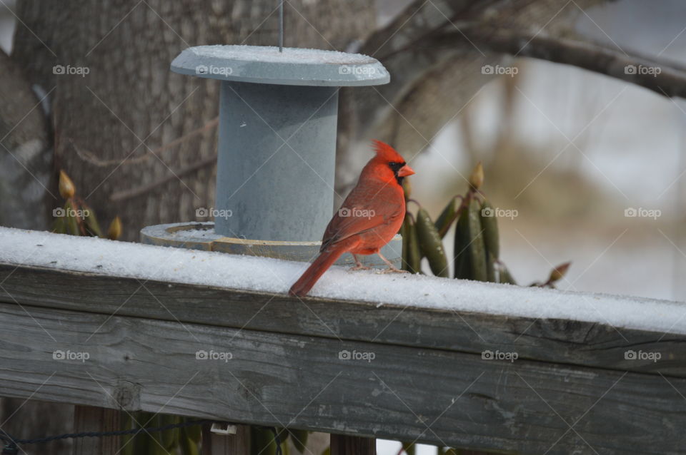 Cardinal at feeder. Looks like he is standing guard . winter food.