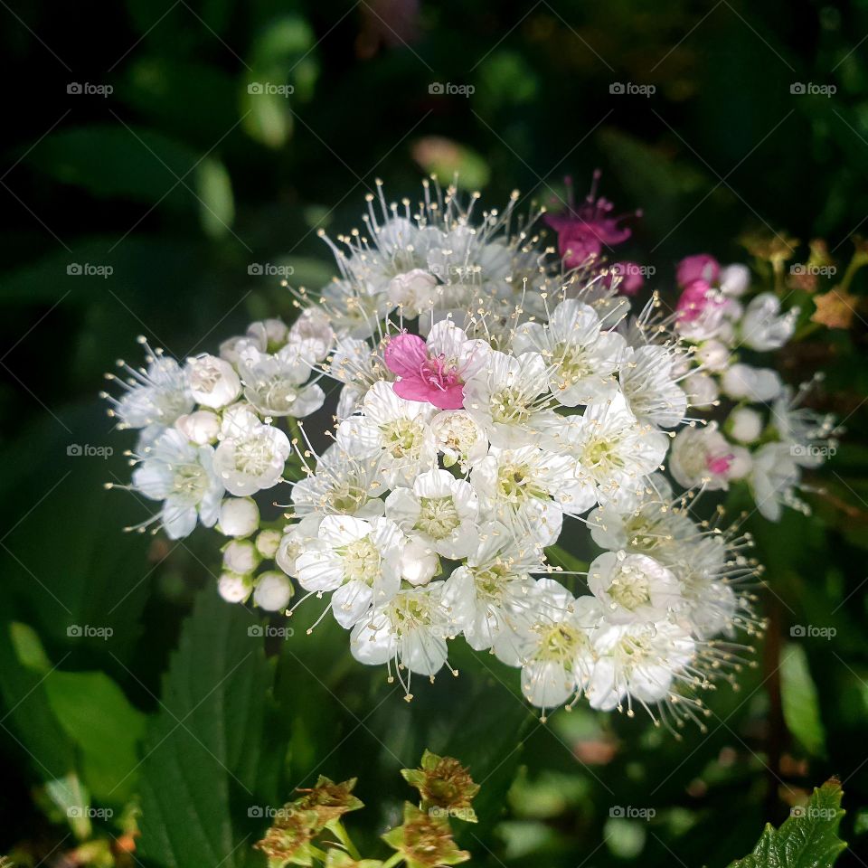 Beautiful white flowers photographed up close.