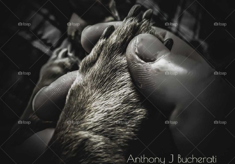 true loyalty, best friends, unconditional love