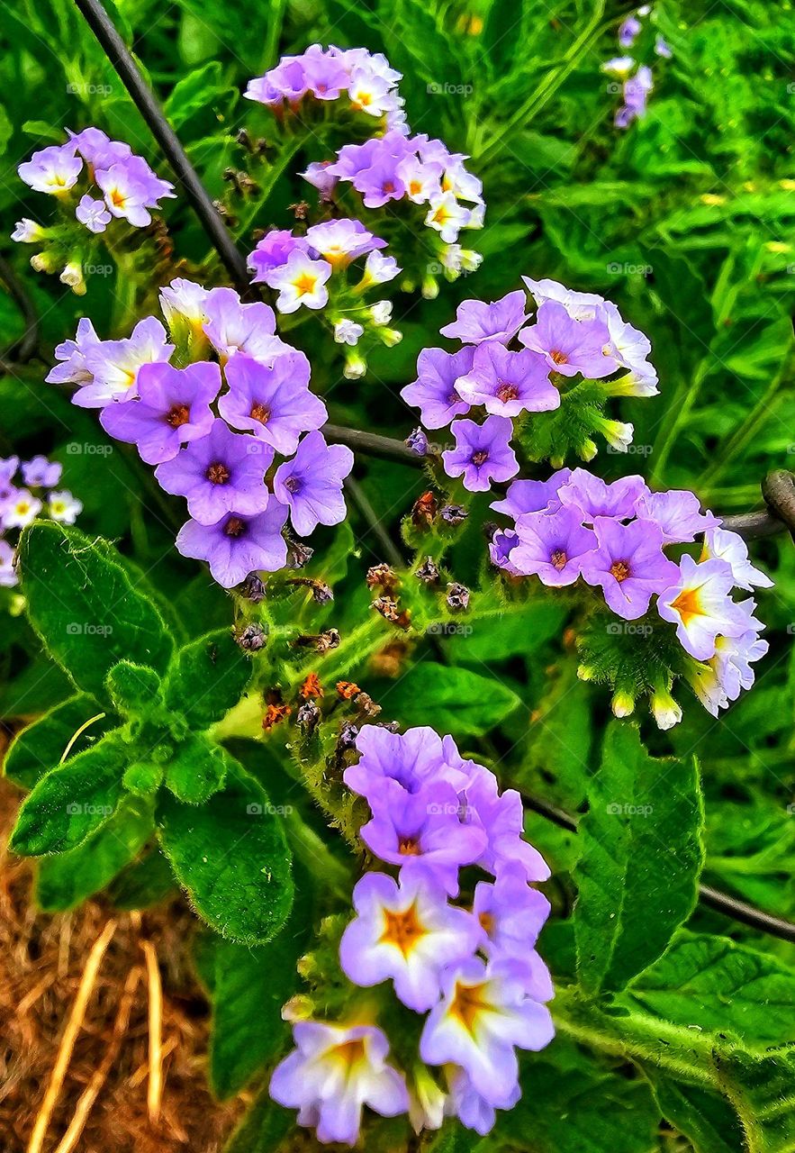 Beautiful purple wildflowers pop up unexpectedly surprising pedestrians, brightening their day.