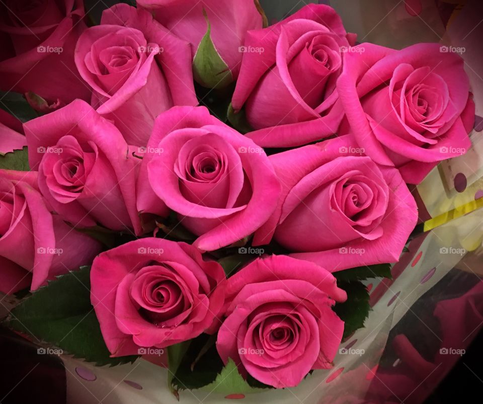 Pink roses