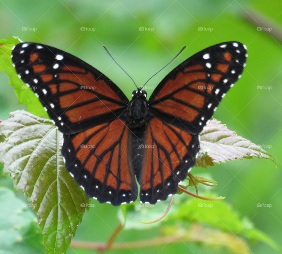 Viceroy on Grapevine