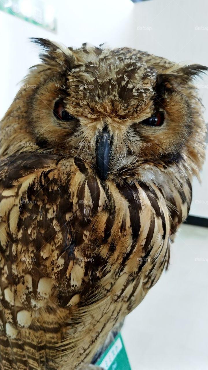 Cool looking owl