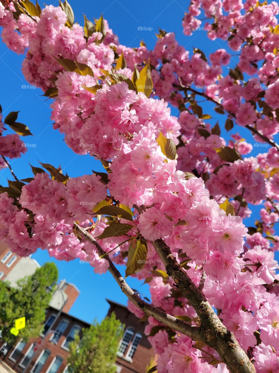 cherry blossoms in a bright blue sky