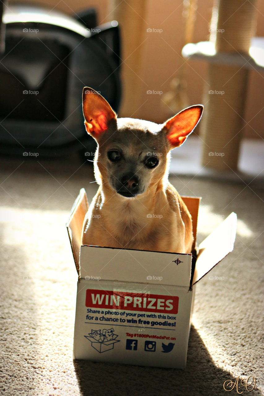 Chihuahua in a box