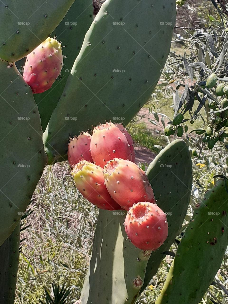 frutos de cactus en maduración