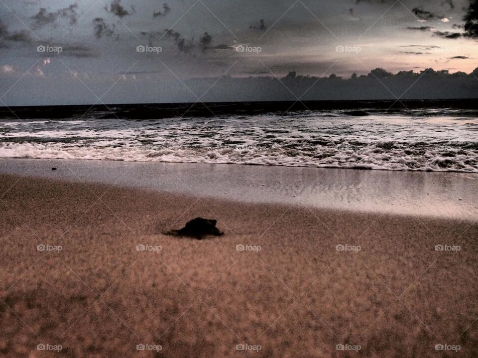 Turtle on the beach, turtle heads towards water, slowly making the way home, headed home 