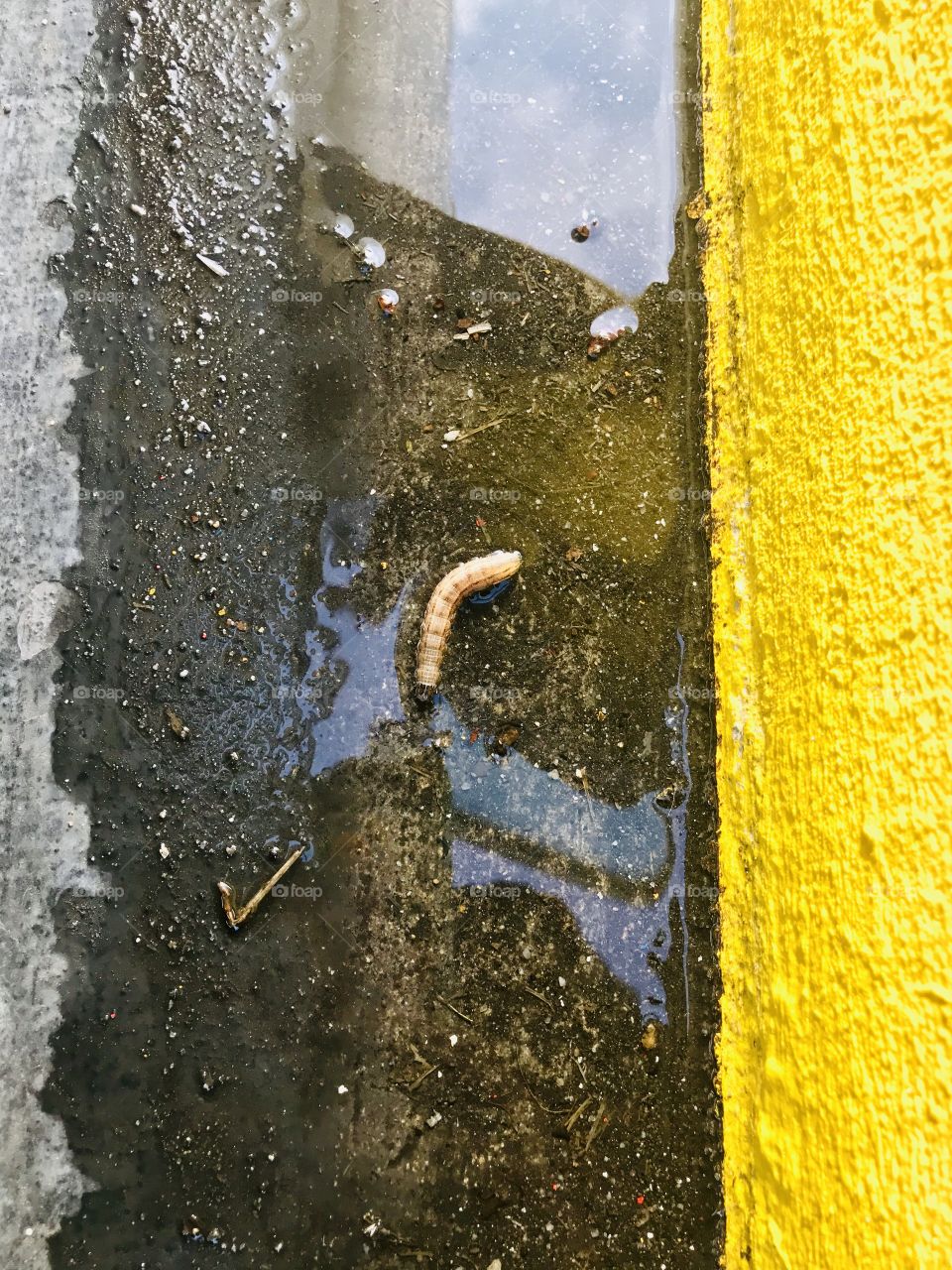 A lonely worm 