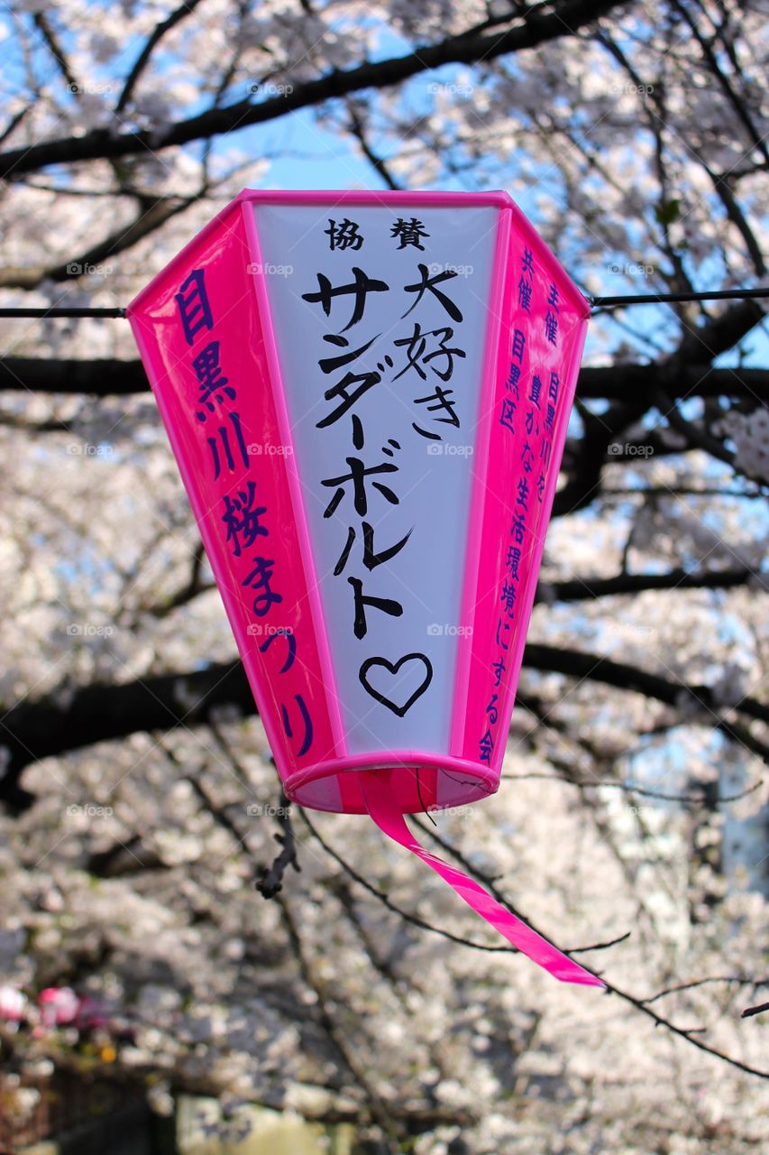 Hanami (Cherry Blossom Viewing) Naka Meguro River, Tokyo
