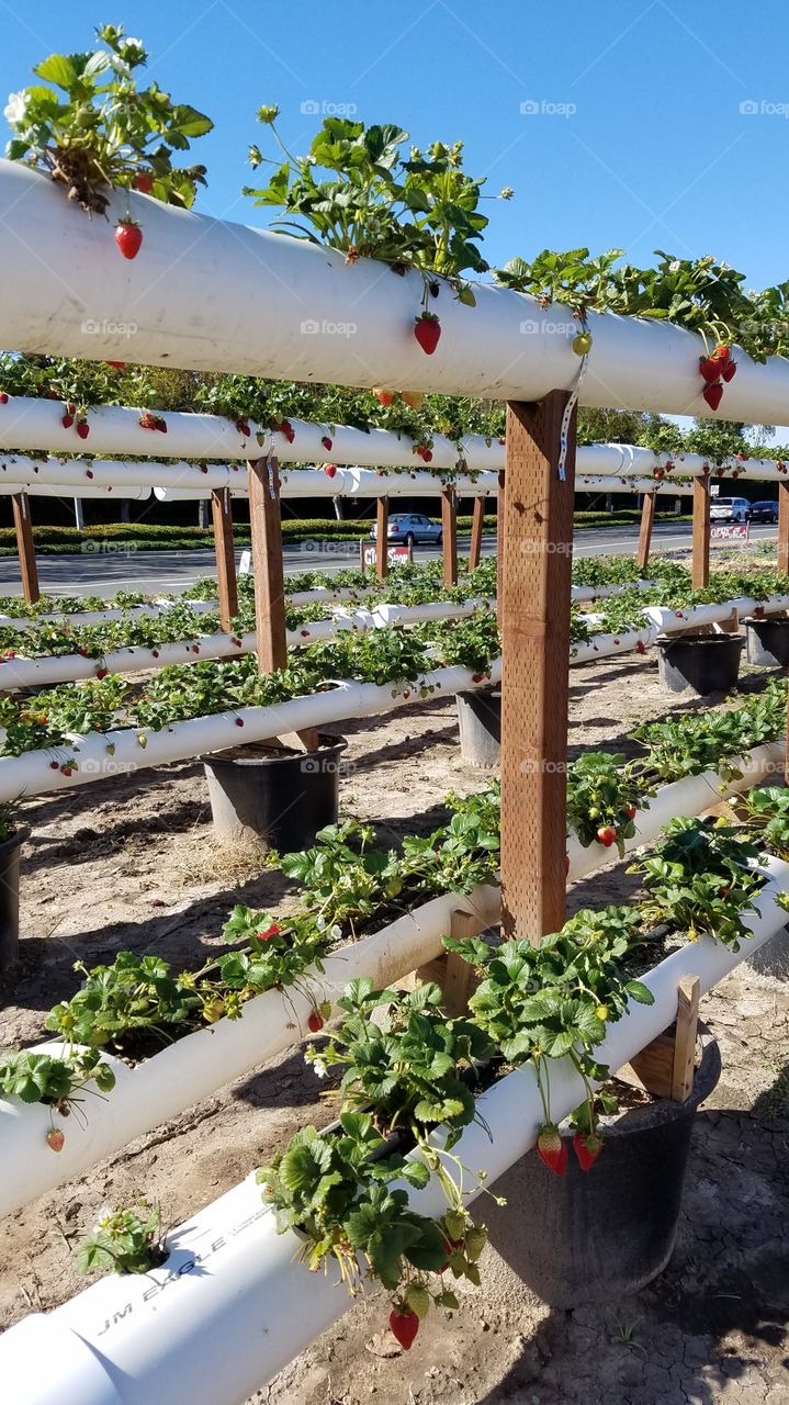 Growing strawberries