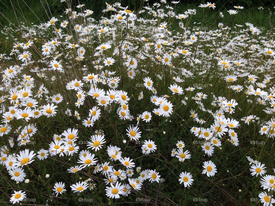 Field of chamomile 