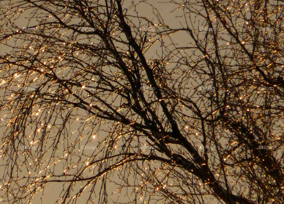 sun shining on waterdrops on trees