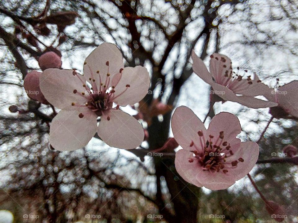 Red cherry bark tree blooming