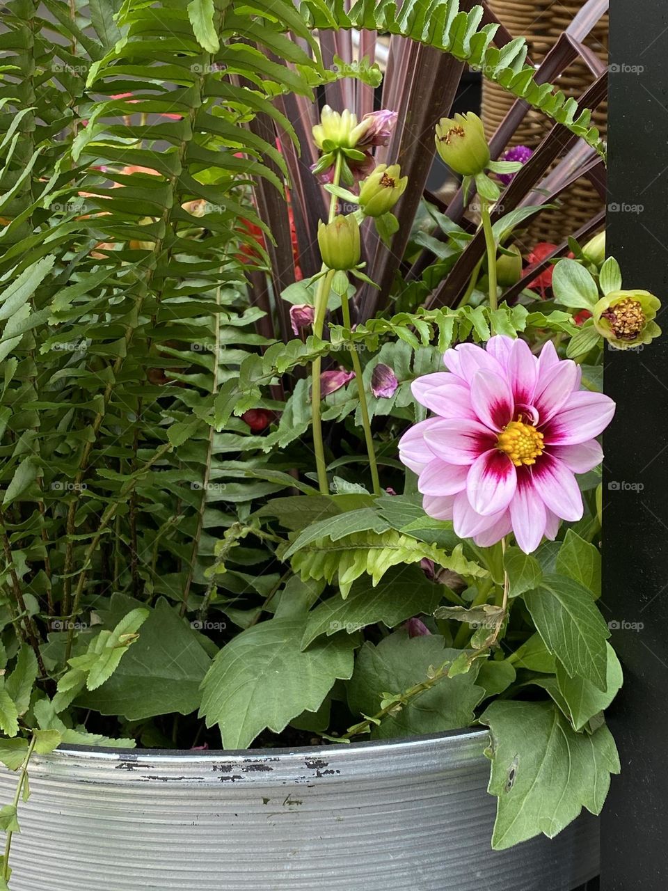 One flower blossom of a garden dahlia. 
