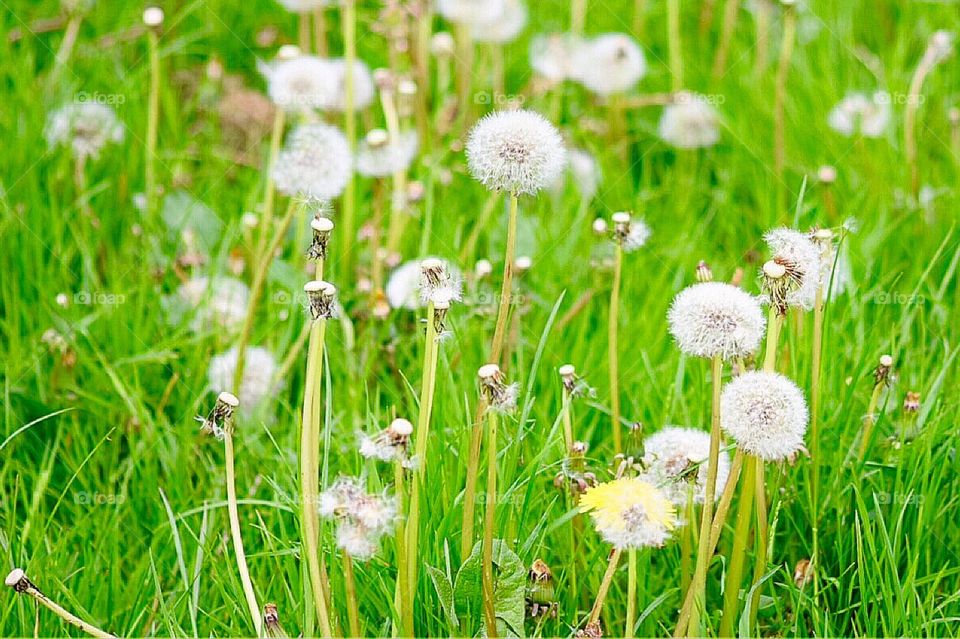Grass, Hayfield, Summer, Field, Flora