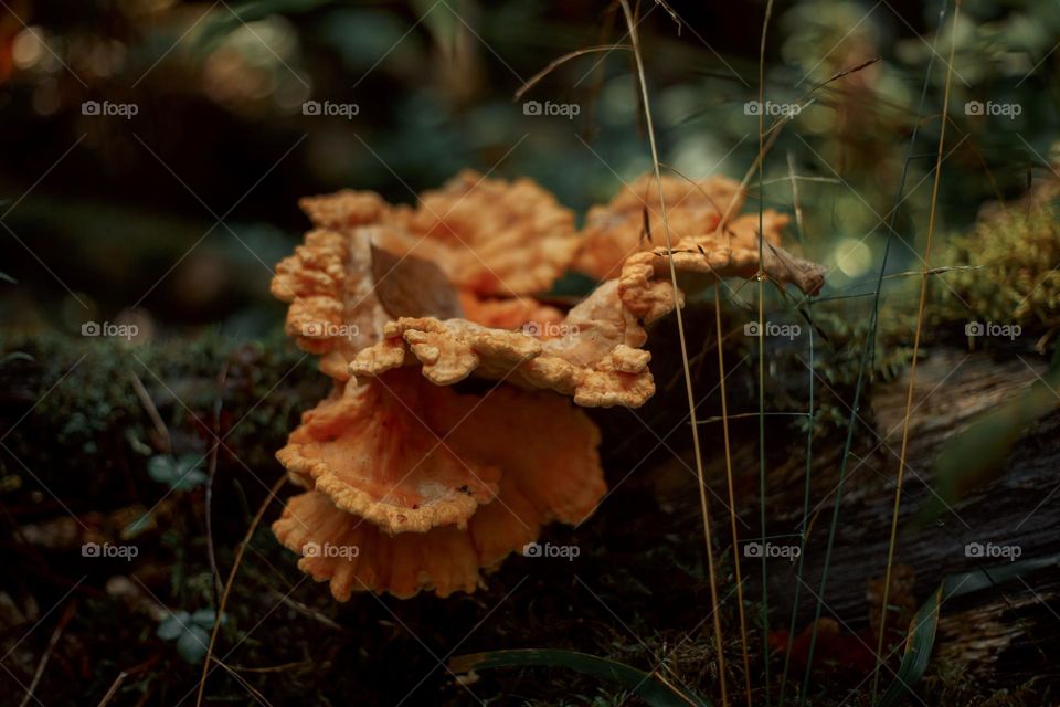 Mushrooms in a autumn sunny forest