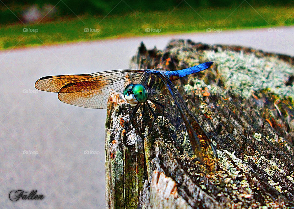 dragonfly3