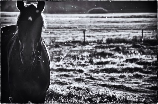 Stallion