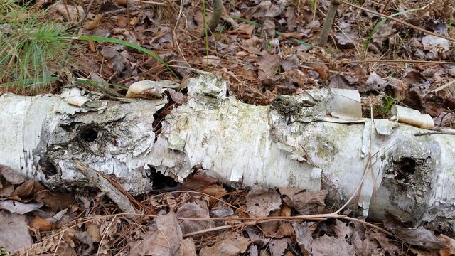 Fallen Birch
