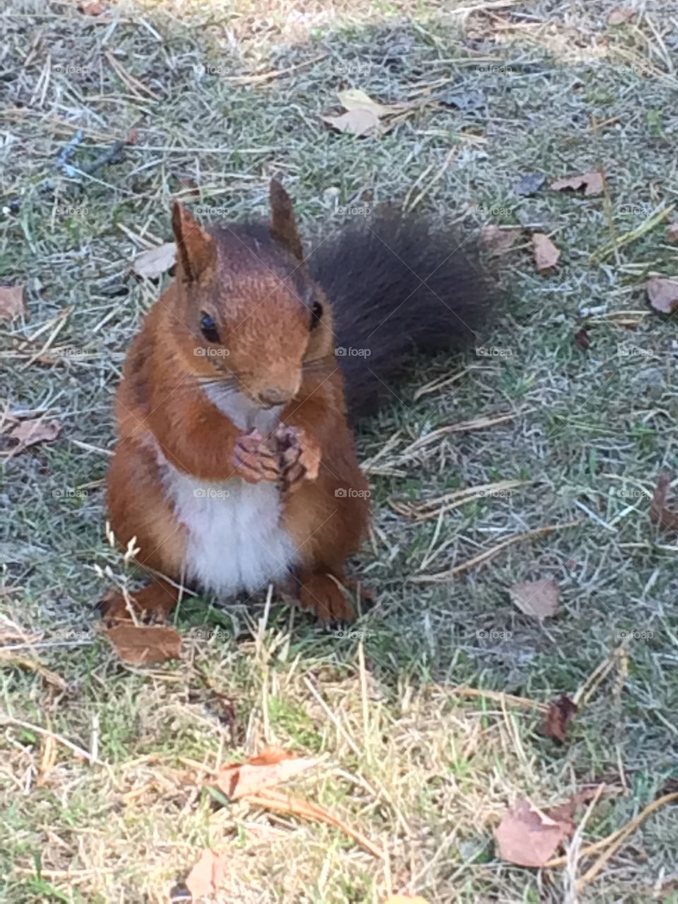 Squirrel in Stockholm 