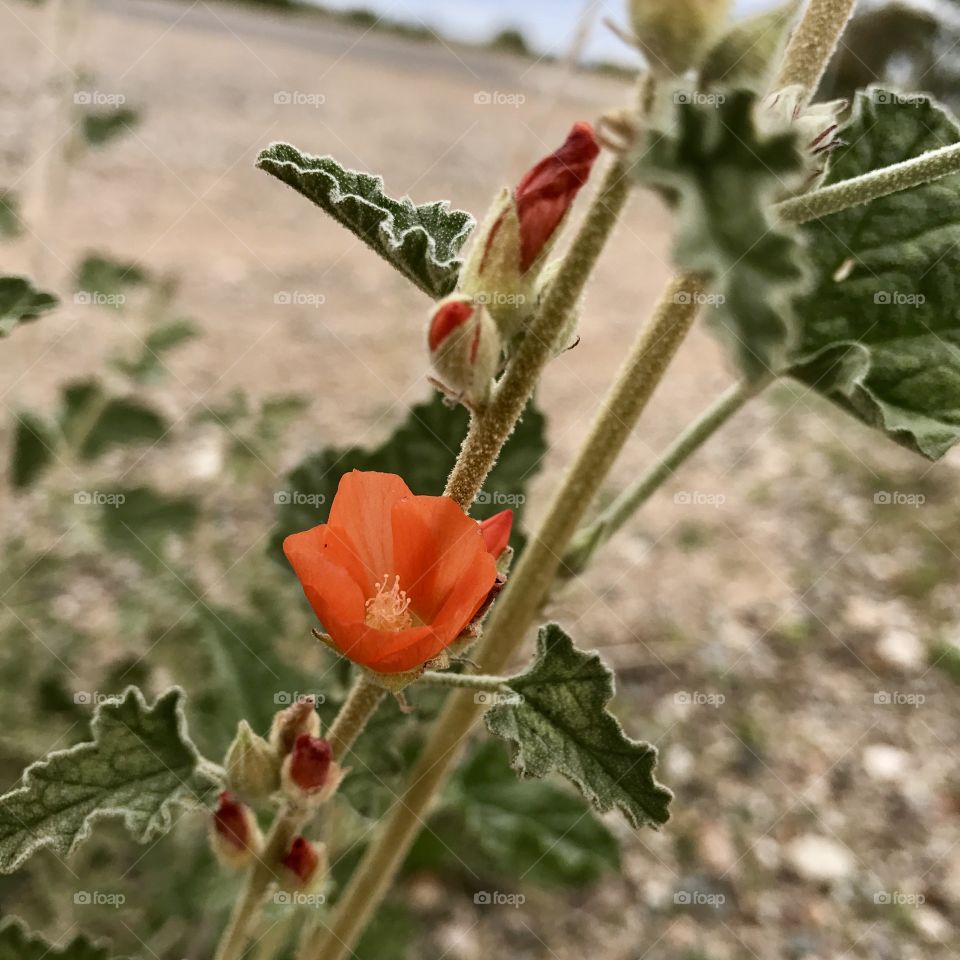 Orange Desert Flower