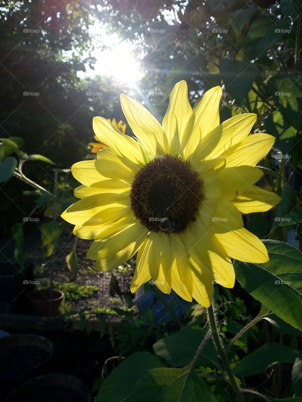 sunlight on sunflower