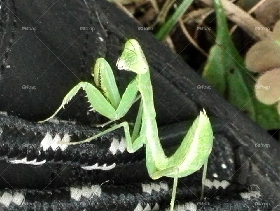 Young mantis  on my shoe