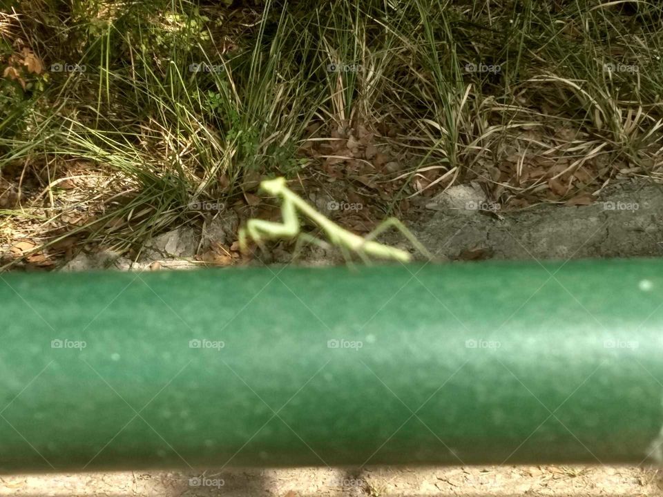 A praying mantis watching me