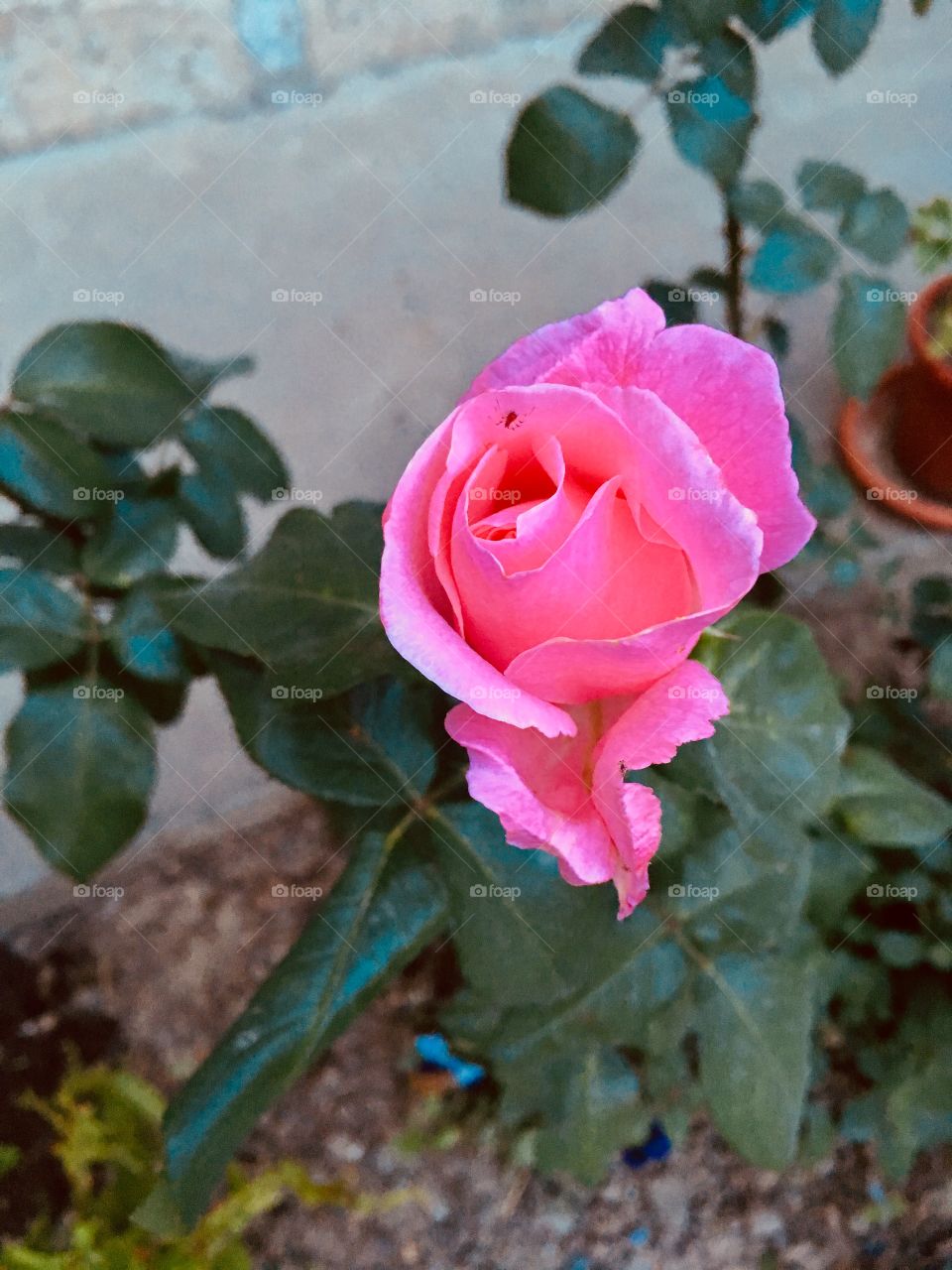 Rose