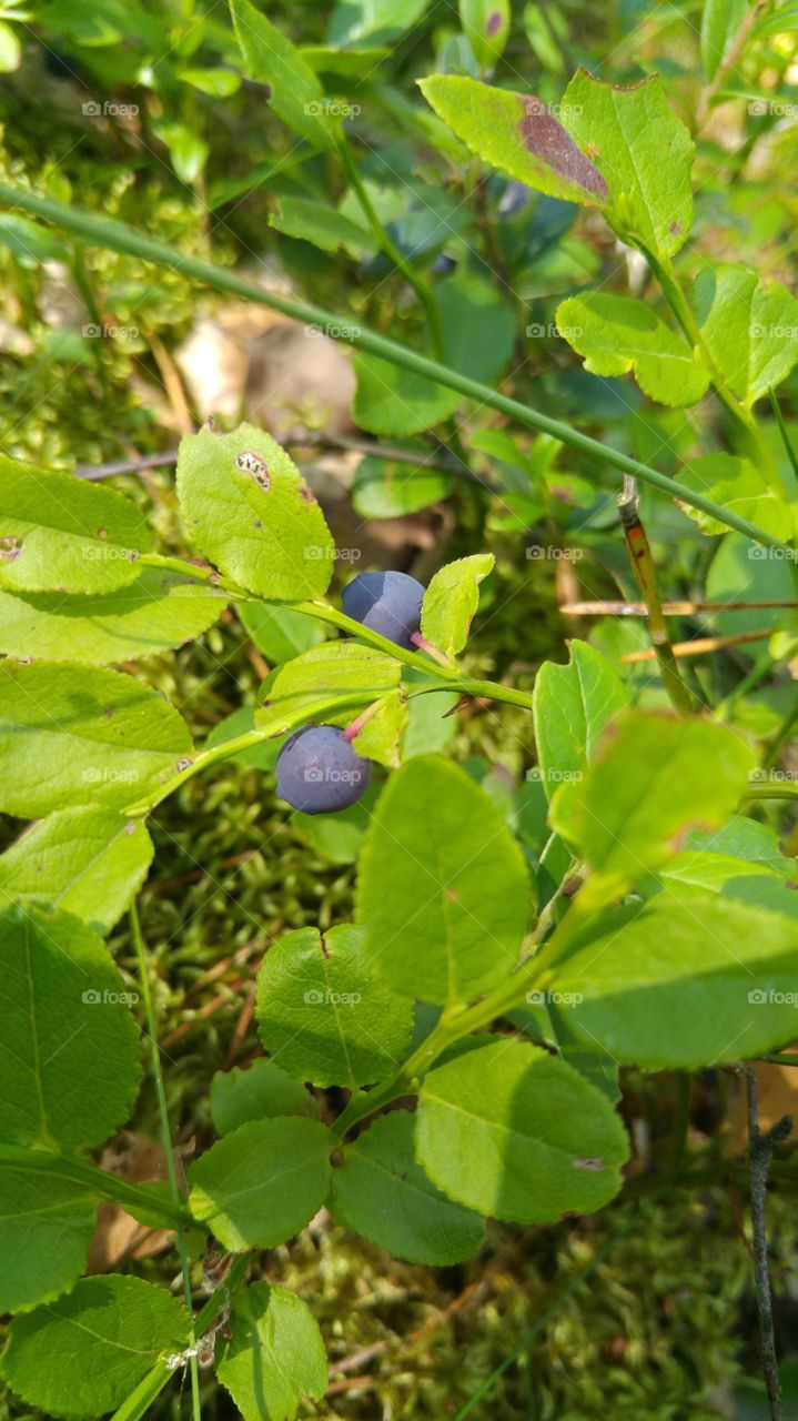 Blueberries