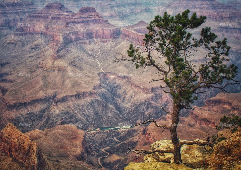 the tree at the Grand Canyon