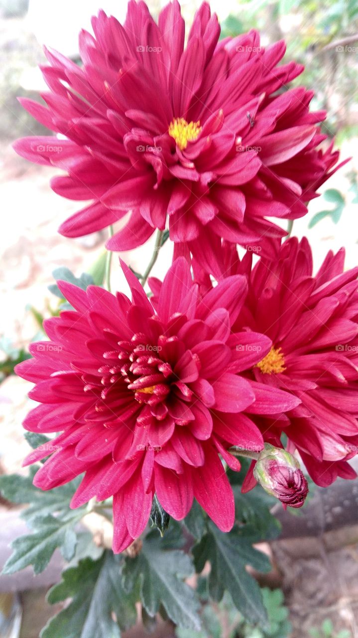 A Blooming red gerbera...