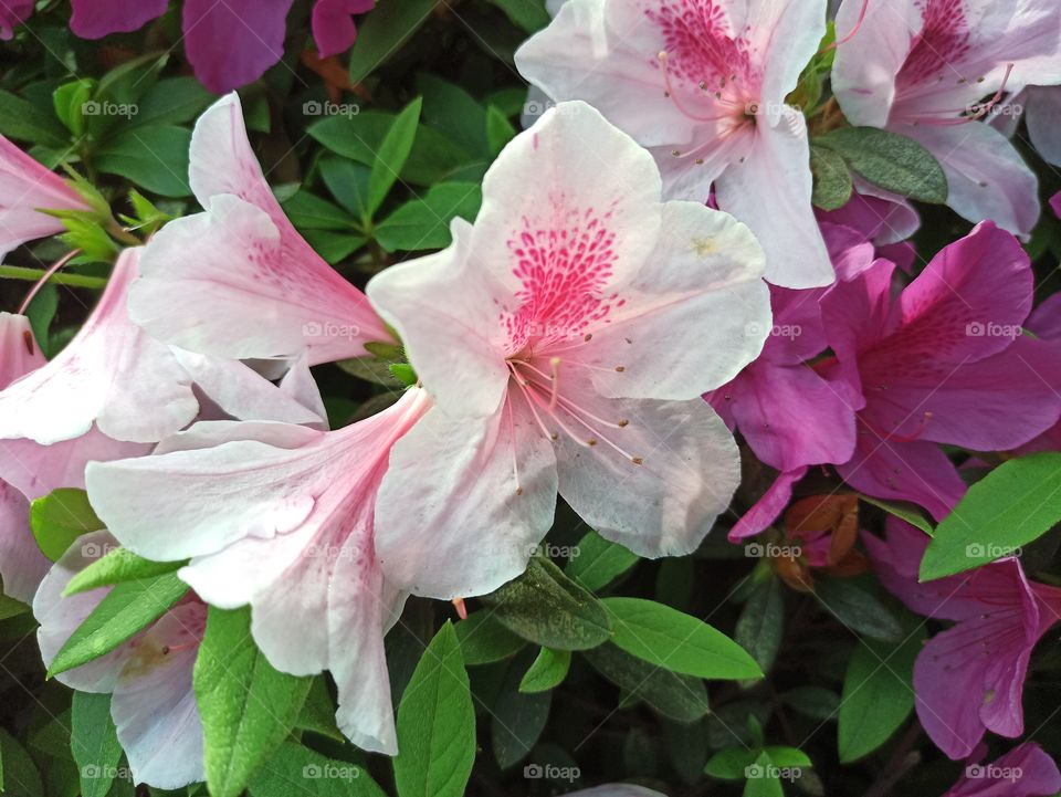 Flowers in the garden.