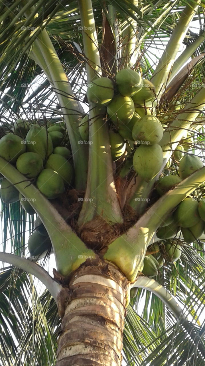 coconut tree smile on sun