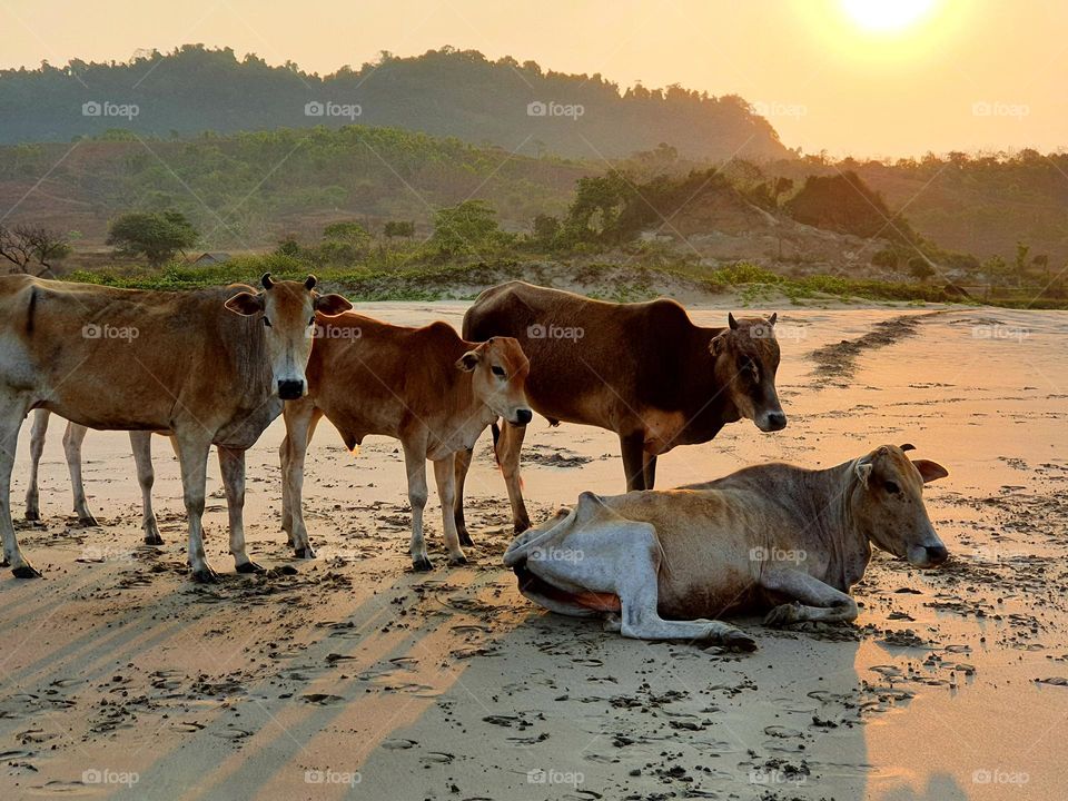 Cows and oxes on the beach at sunrise
