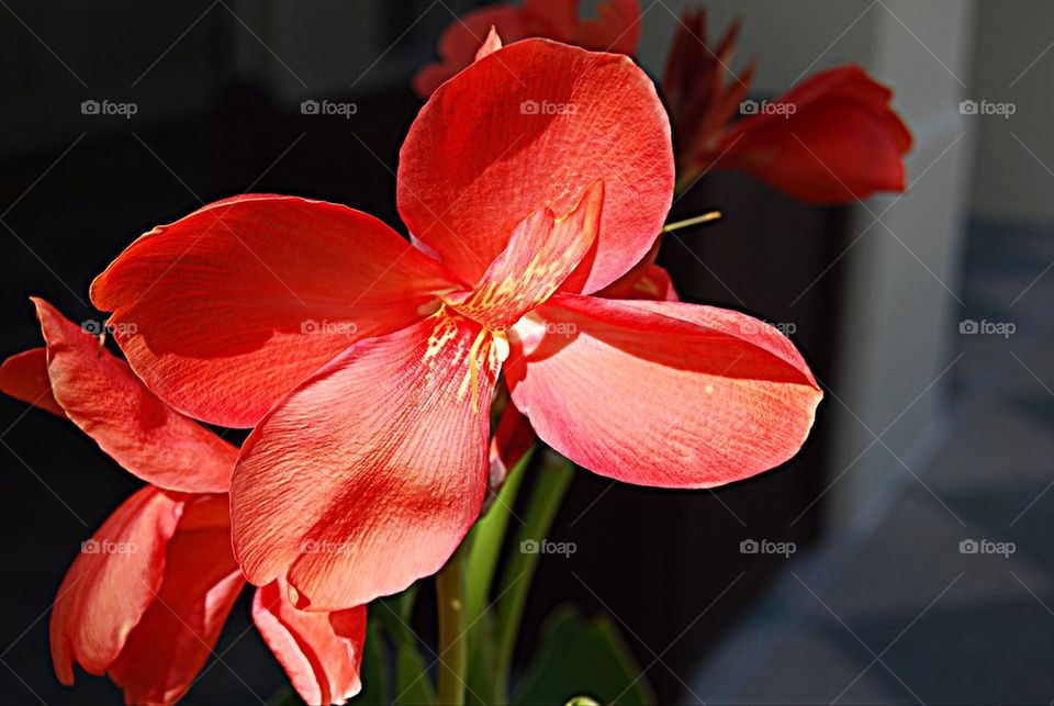 Red flower