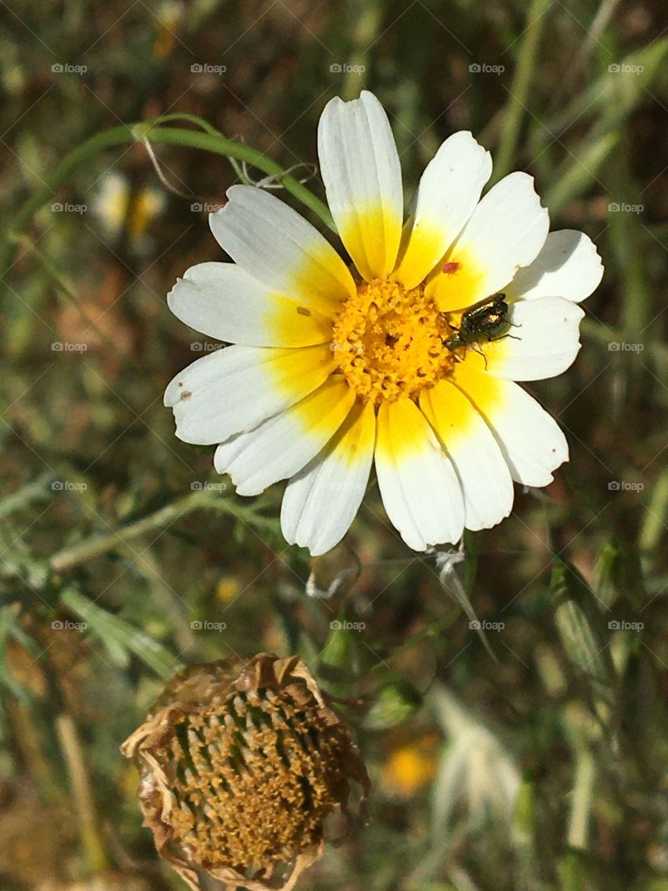 Insect chilling on a sunny flower