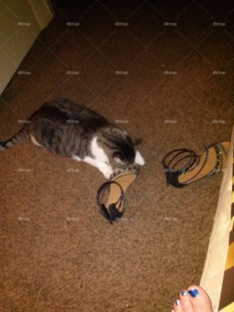 crazy cat sniffing my shoes