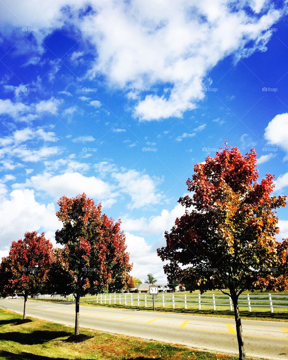 Megan Plançon. Sunday walk in Fall with blue skies and fall foliage 