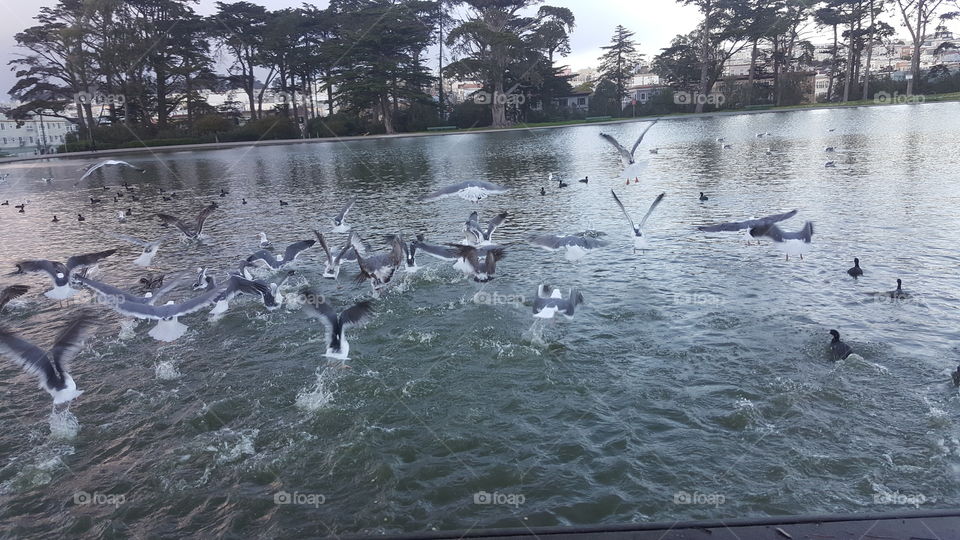 Seagulls landing onto lake