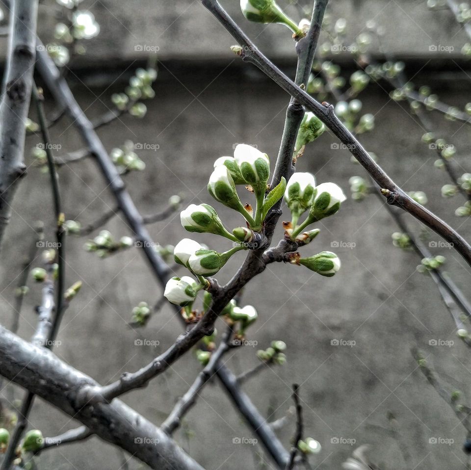 tree fruit